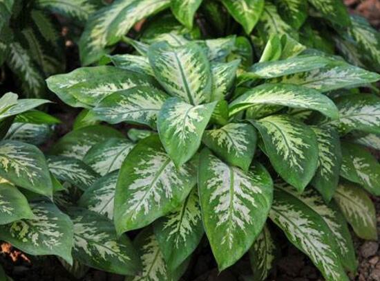 萬年青有哪些品種，萬年青的品種圖片大全