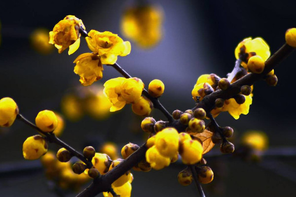 臘梅發(fā)芽后怎么養(yǎng)護(hù)