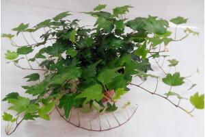 常春藤爛根怎么辦，常春藤爛根的原因及處理方法