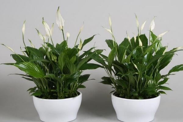 一帆風順花有毒嗎，室內養(yǎng)殖要注意（花沒毒汁液有毒）