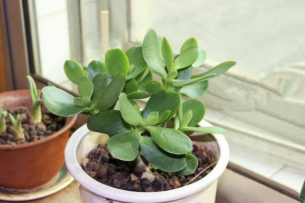 燕子掌葉片可以扦插嗎，4步即可完成燕子掌葉插