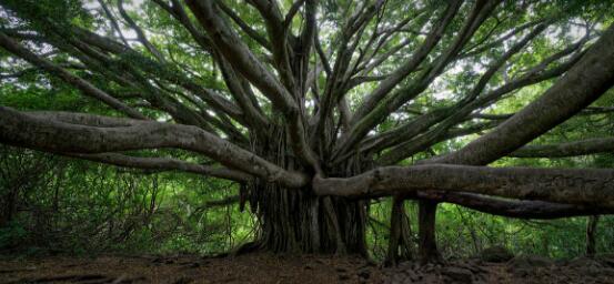 盤點榕樹的特點，千年長壽樹王
