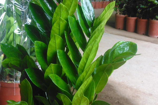 金錢(qián)樹(shù)春天可以淋雨嗎