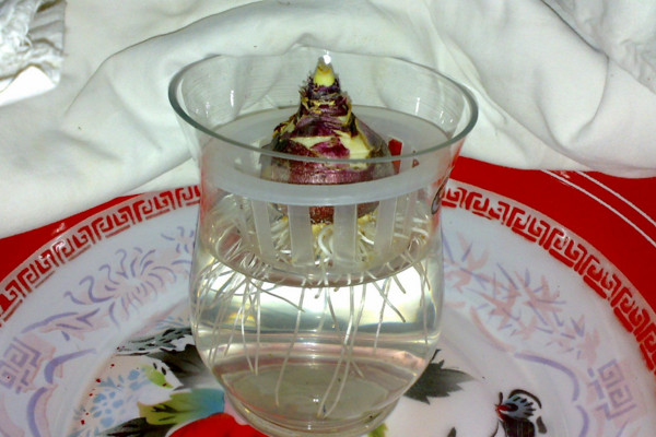 水培風(fēng)信子多久換一次水，生長(zhǎng)期可一周換水一次