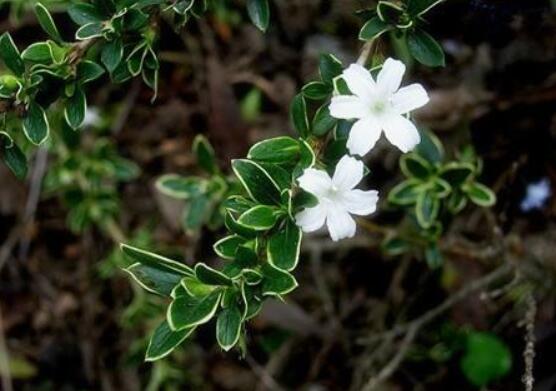 六月雪功效與作用，是一個不折不扣治療百病藥王