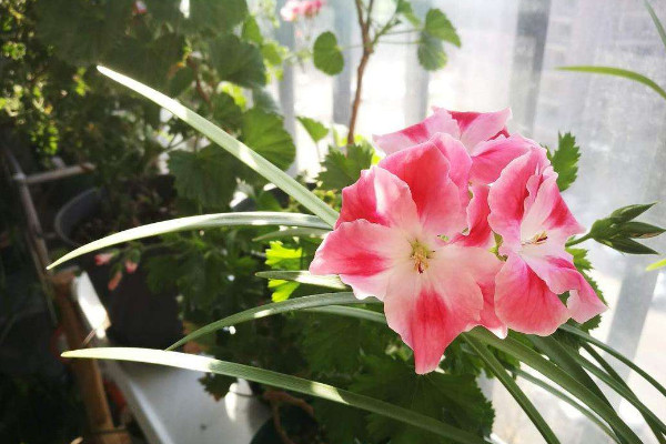 大花天竺葵怎么養(yǎng)，選用富含腐殖質(zhì)營養(yǎng)的土壤栽培