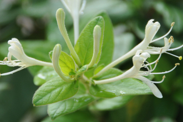 金銀花會(huì)結(jié)果嗎