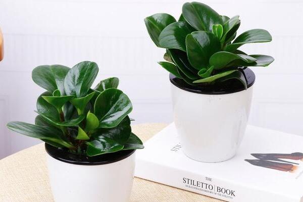 綠植紅碧玉怎么養(yǎng)，碧玉綠植適合室內(nèi)養(yǎng)嗎