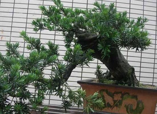 羅漢松盆景施肥，做好以有機(jī)液肥、稀薄的餅肥水為主