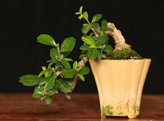 六月雪盆栽的寓意，寓意著守望愛情、不可缺的配角