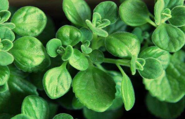 碰碰香花有毒嗎，不光沒(méi)毒并且還有很大的作用