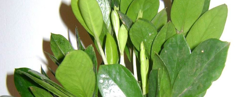 金錢樹秋冬季節(jié)怎么養(yǎng)