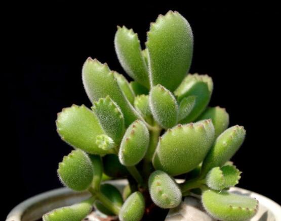 熊童子長(zhǎng)黑斑了怎么辦，教你兩種最常見解決辦法(蟲害與病害)