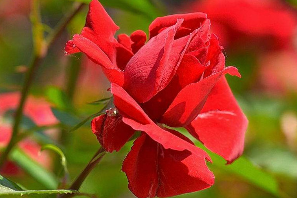 月季有蜘蛛網(wǎng)怎么辦