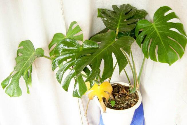 龜背竹幼葉發(fā)黃怎么辦，5種原因以及處理方法介紹