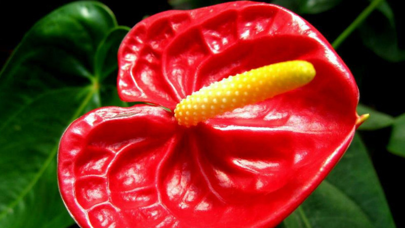 火鶴的養(yǎng)殖方法，火鶴花養(yǎng)殖有哪些注意事項