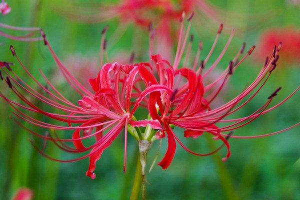 彼岸花冬天會(huì)凍死嗎