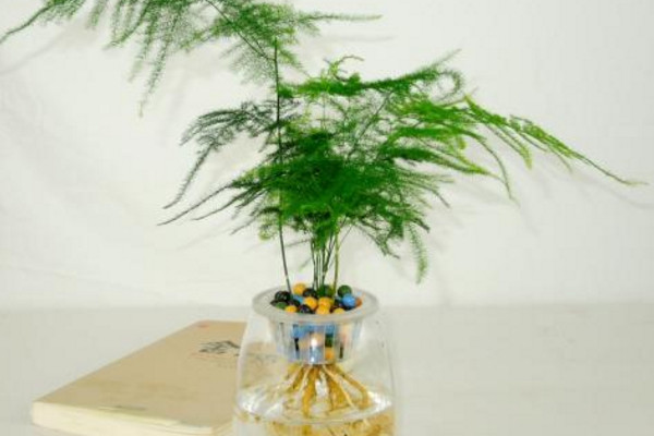 文竹可以水培嗎，可以水培需做好養(yǎng)護(hù)工作