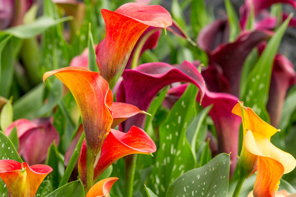 彩色馬蹄蓮可以水養(yǎng)嗎