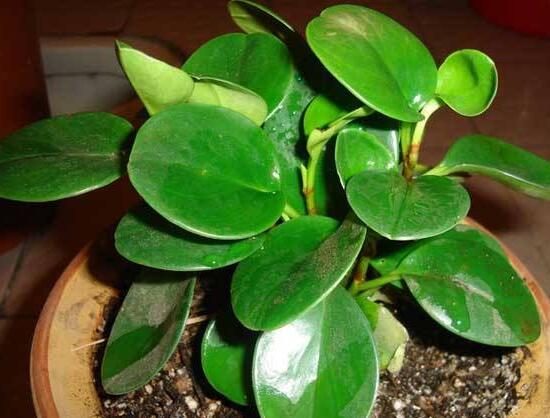 碧玉施什么肥好，碧玉的施肥方法