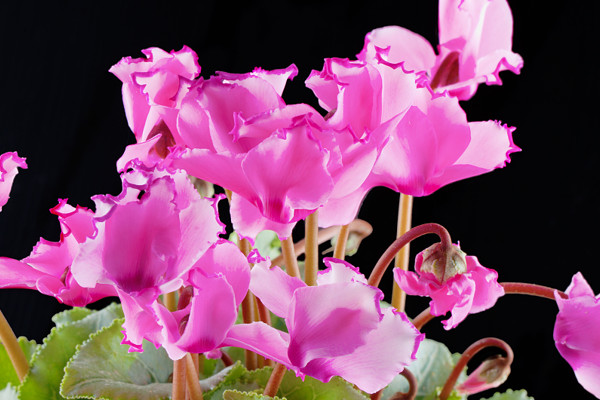 仙客來(lái)怎么澆水