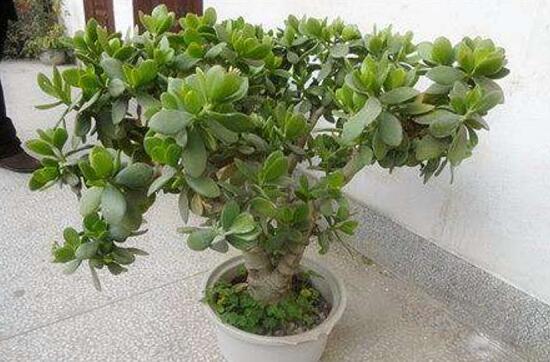 盆栽玉樹怎么養(yǎng)護(hù)，老農(nóng)總結(jié)七大養(yǎng)護(hù)方法