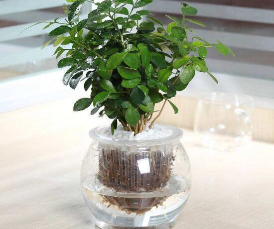 九里香可以水培嗎，九里香水培的養(yǎng)殖方法