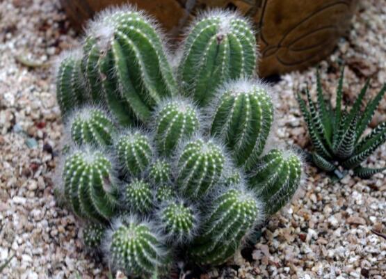 仙人掌的用途與價(jià)值，清熱解毒、消炎解暑、開胃健脾、清咽潤(rùn)肺