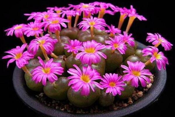 生石花開花還能活嗎，開花后會脫皮但不會死