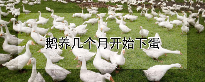 鵝養(yǎng)幾個月開始下蛋