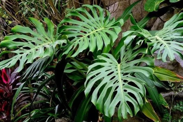 龜背竹怎么養(yǎng)護(hù)