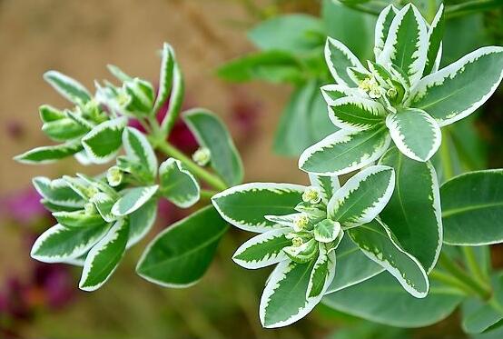 六月雪掉葉子怎么回事，最簡單實效三種解決辦法