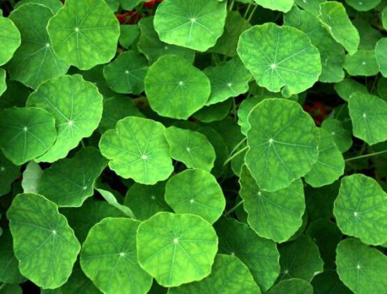 銅錢(qián)草水培好還是土培好，水培和土培兩者皆好