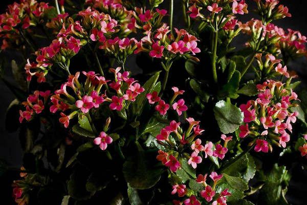 長(zhǎng)壽花掉葉子怎么回事