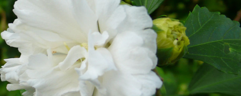 白色扶?；ɑㄕZ(yǔ)