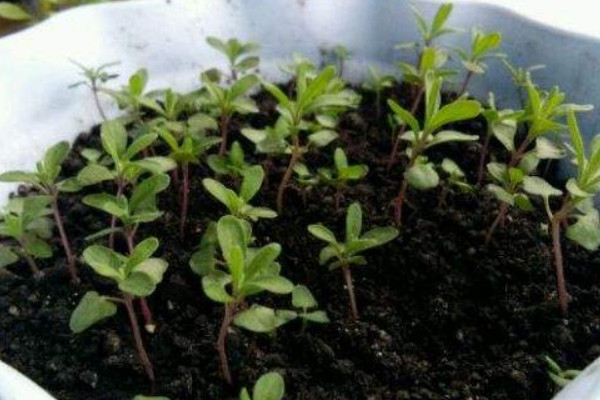 薰衣草幼苗什么時候移栽