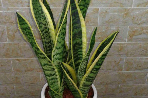 虎皮令箭開(kāi)花有毒嗎