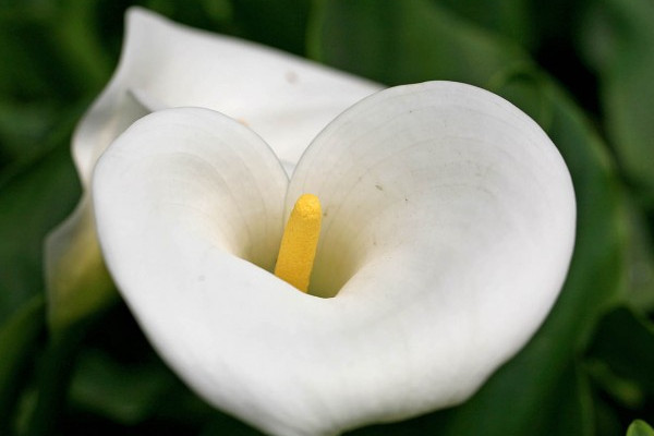 盆栽馬蹄蓮怎么養(yǎng)