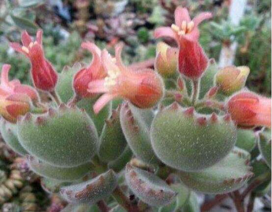 熊童子怎么養(yǎng)開花，做好五個要點花開爆盆