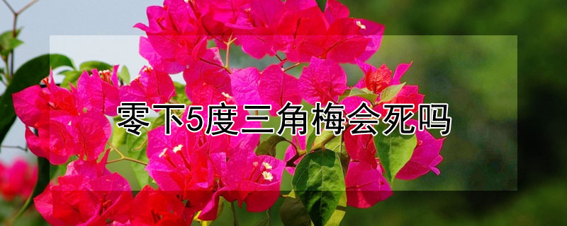 零下5度三角梅會(huì)死嗎