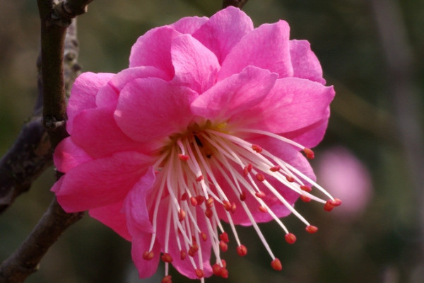 梅花為什么不開(kāi)花