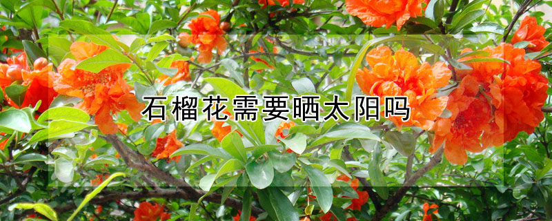 石榴花需要曬太陽(yáng)嗎