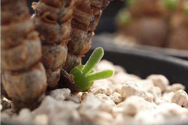 碧光環(huán)怎樣繁殖，詳解碧光環(huán)如何扦插與播種