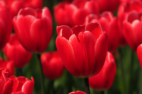 郁金香春節(jié)開(kāi)花嗎