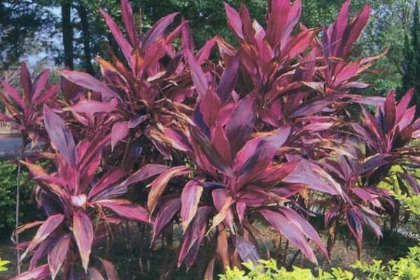 紅鐵樹的功效與作用，主要在于藥用以及觀賞