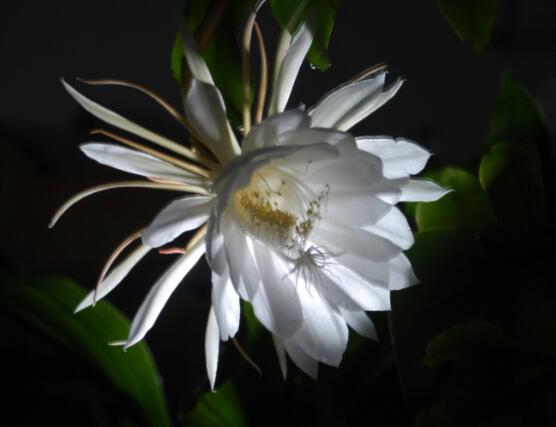 曇花摘下來如何保存，主要分為做干花和自然晾干