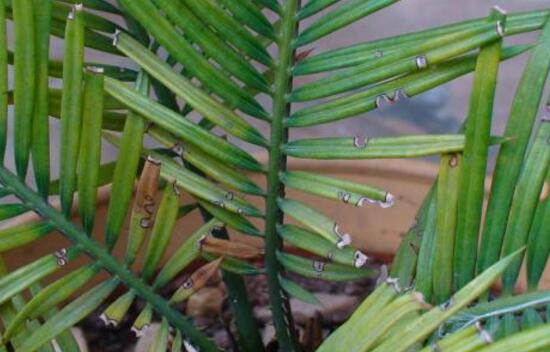 鐵樹有哪些病蟲害，鐵樹病蟲害防治