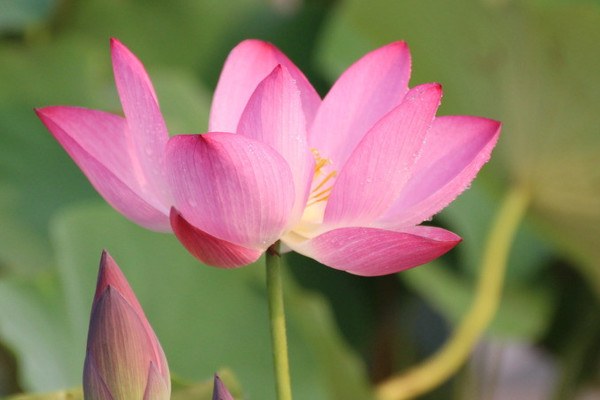 荷花幾月開(kāi)花