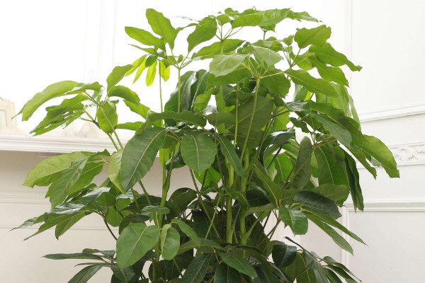 金錢樹(shù)和搖錢樹(shù)的區(qū)別