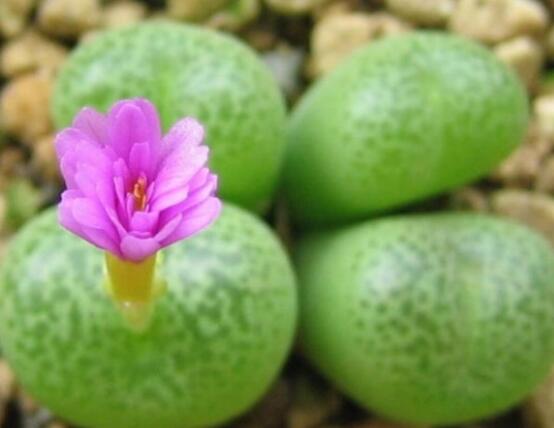 生石花怎么養(yǎng)長得快，老農(nóng)總結(jié)五個快速生長好方法